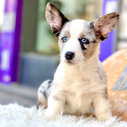 Chó Corgi mắt xanh, lông Merle ngồi trên thảm trắng