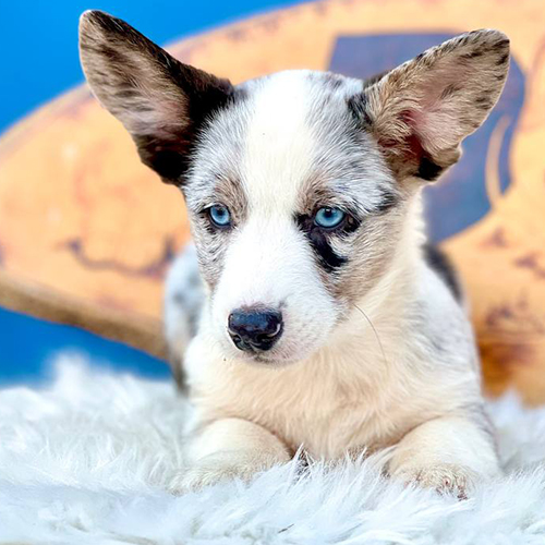 Chó Corgi Cardigan mắt xanh, tai to và lông loang độc đáo