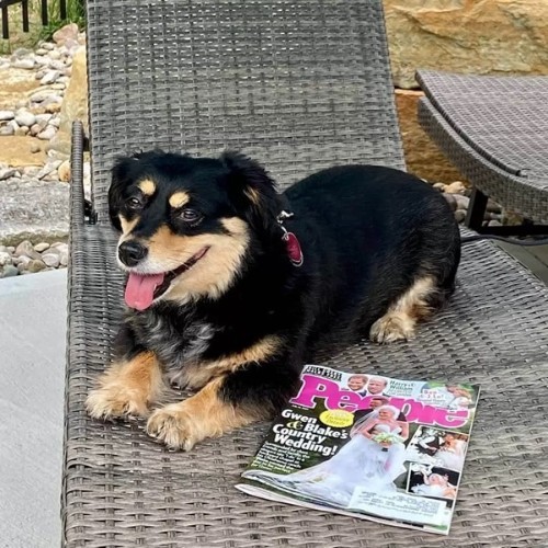 Chó Corgi lai Lạp Xưởng nằm thư giãn trên ghế ngoài trời.