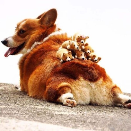 Chó Corgi mông to đáng yêu cùng các chú cún đồ chơi trên lưng.