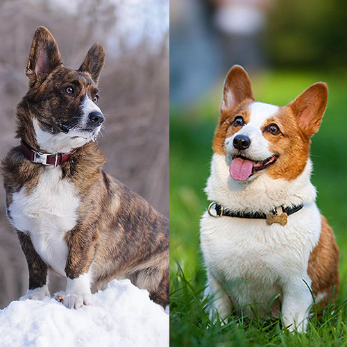 Sự khác biệt giữa chó Corgi Cardigan và Pembroke với ngoại hình và đặc điểm nổi bật riêng.