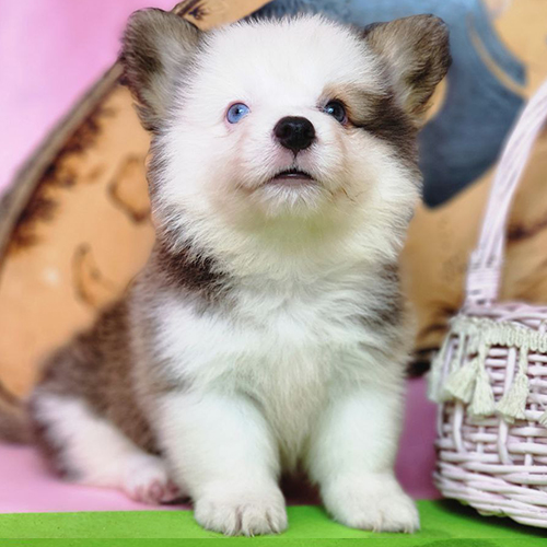 Chú chó Corgi con lông màu trắng xám, đôi mắt xanh biếc ngồi bên giỏ mây trên nền hồng.