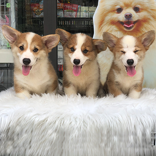 Ba chú chó Corgi đáng yêu với vẻ mặt tinh nghịch tại Chomeocanh.com.