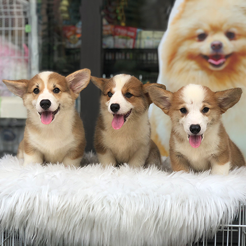 Ba chú chó Corgi 3 tháng tuổi dễ thương tại Chomeocanh.com.