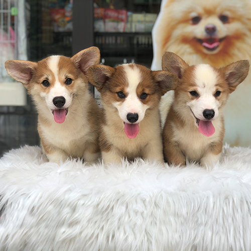 Ba chú chó Corgi Pembroke không đuôi thuần chủng đáng yêu.