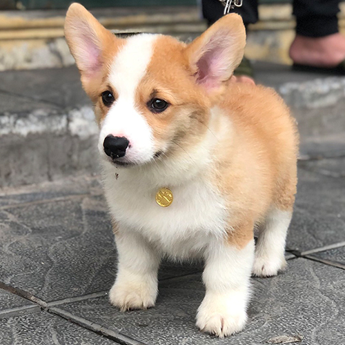 Chó Corgi 7 tháng tuổi lông vàng trắng đeo vòng vàng đứng trên vỉa hè