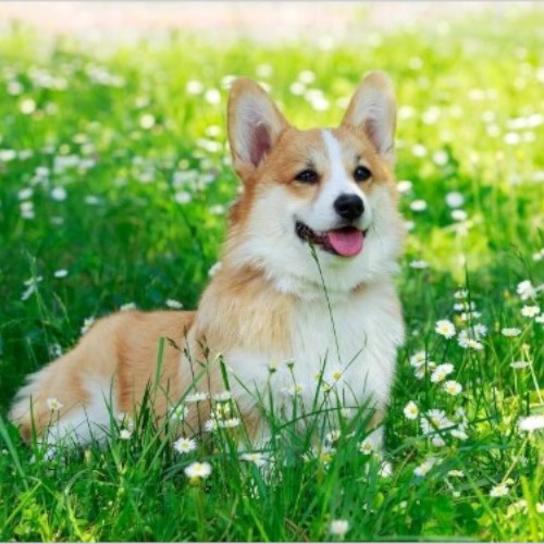 Chó Corgi nằm thư giãn trên bãi cỏ xanh với hoa cúc trắng.