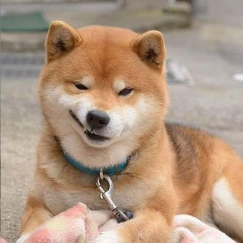 Chó Shiba Inu mỉm cười với biểu cảm hài hước, thư giãn.