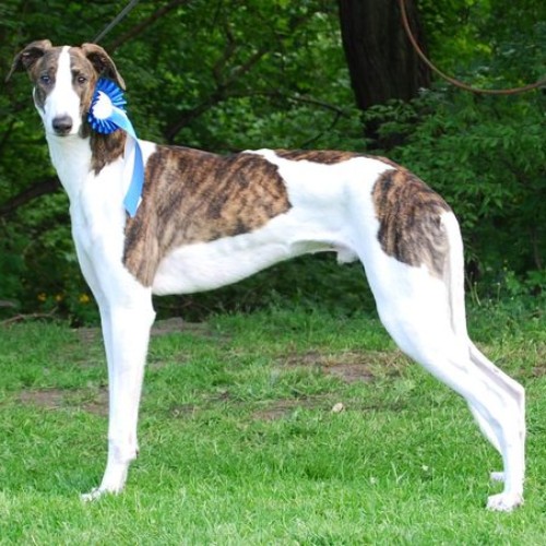 Chó Greyhound đứng tạo dáng, đeo huy chương xanh.