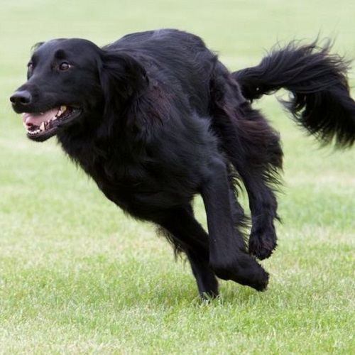 Chó Black Golden Retriever toàn thân màu đen đang chạy nhanh trên bãi cỏ