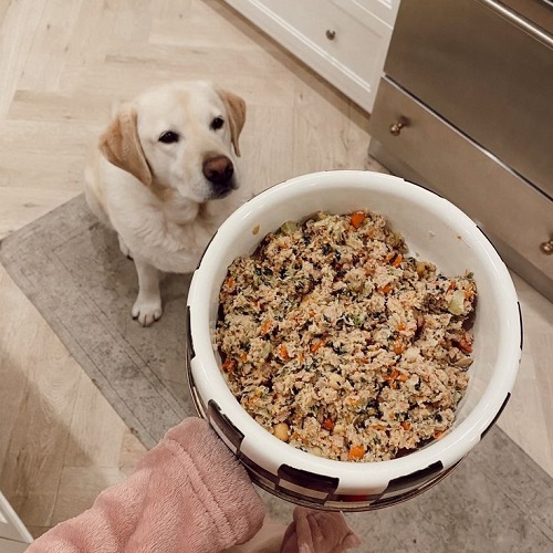 Bữa ăn tự nấu đầy đủ dinh dưỡng cho chó Labrador