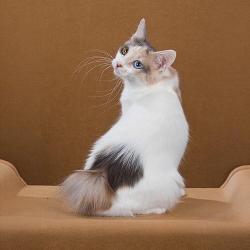 Mèo Japanese Bobtail lông tam thể trắng ngồi điệu đà, nền nâu thanh lịch.