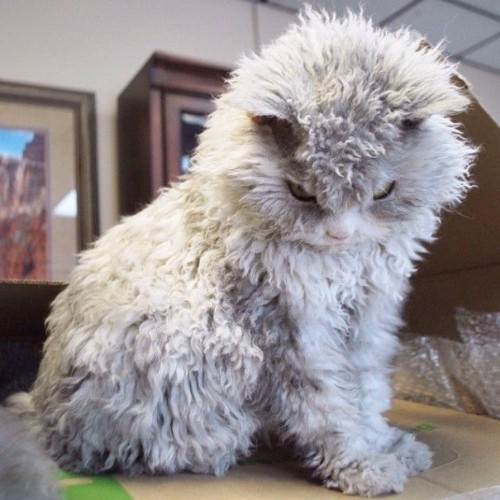 Mèo Selkirk Rex lông xoăn màu xám, vẻ ngoài đáng yêu và khác lạ.