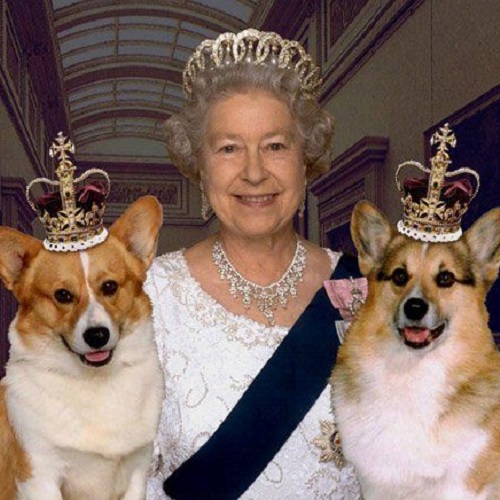 Hai chú chó Corgi đội vương miện cùng Nữ hoàng Anh