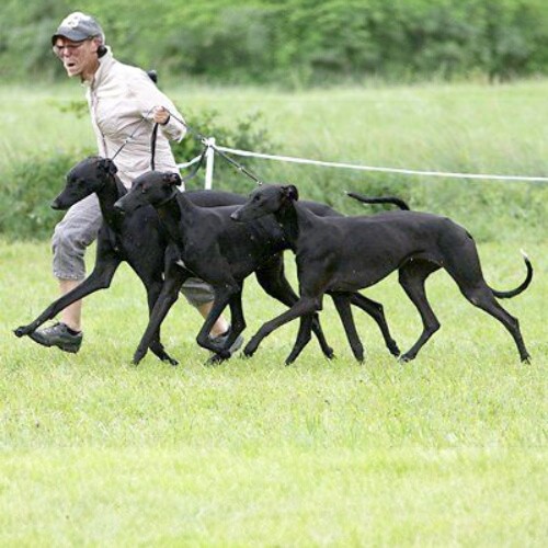 Một nhóm chó Greyhound đen được dẫn đi dạo trên bãi cỏ.