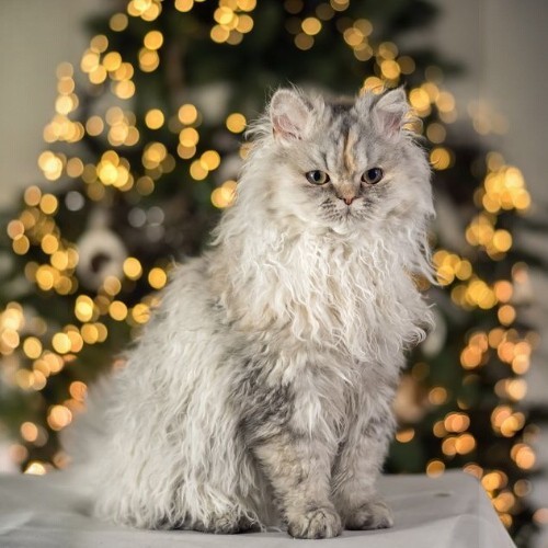 Mèo Selkirk Rex lông xoăn màu trắng kem, ngồi trước cây thông Noel lấp lánh.