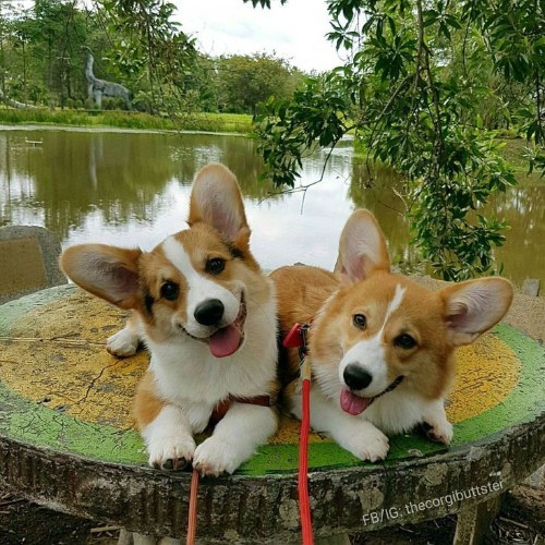 Hai chú chó Corgi 9 tháng tuổi nghỉ ngơi bên hồ.