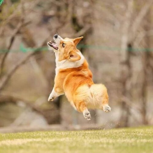Chú chó Corgi đang nhảy cao bắt đồ chơi trên bãi cỏ.