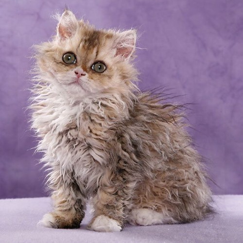 Mèo Selkirk Rex lông xoăn dễ thương, giá nhập khẩu từ 5.000 USD.