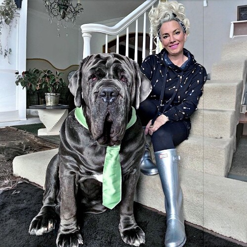 Chó Neapolitan Mastiff khổng lồ ngồi cạnh chủ nhân trong nhà.