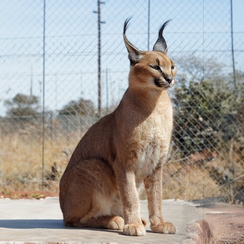 Linh miêu tai đen Caracal ngồi trong khu vực nuôi nhốt an toàn.