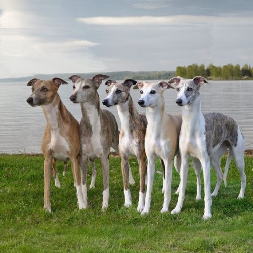 Nhóm chó Greyhound đứng cạnh nhau trên bãi cỏ ven hồ, dáng vẻ thanh thoát.