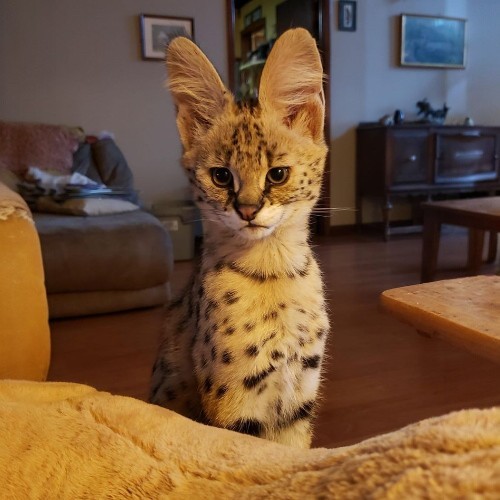 Mèo Savannah với đôi tai lớn nổi bật, lông đốm hoang dã, ngồi trong không gian ấm cúng.