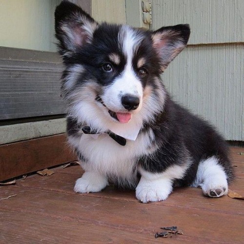 Chú chó Cardigan Welsh Corgi đen trắng với vẻ ngoài đáng yêu.