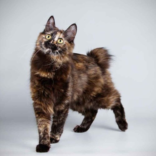 Mèo Japanese Bobtail đuôi ngắn, giống mèo độc đáo được yêu thích toàn cầu.