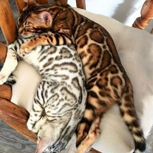 Hai chú mèo Bengal với lông màu nâu vàng và bạc nằm ôm nhau trên ghế.