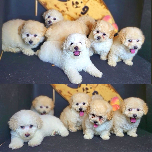Đàn Poodle thuần chủng lông trắng, vàng kem đáng yêu tại Chomeocanh.com.