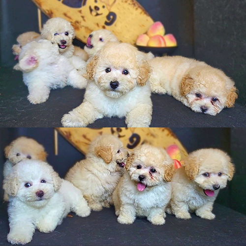 Đàn Poodle kem đáng yêu của Chomeocanh.com.
