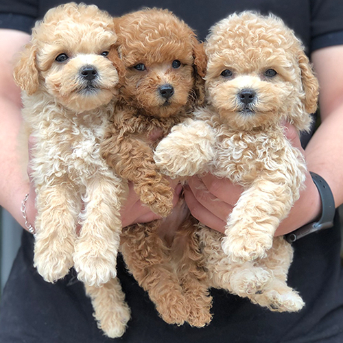 Ba bé Poodle nhỏ đáng yêu với bộ lông xoăn mượt, được nâng niu trên tay.