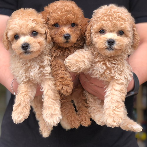 Chuẩn bị vật dụng cần thiết cho quá trình sinh nởPoodle mẹ sẽ kết thúc giai đoạn thai kỳ của mình trong khoảng từ 58 đến 65 ngày. Thời gian này dao động và tùy thuộc vào chó mẹ chửa ít hay nhiều con. Khi gần sinh, Poodle mẹ thường có những biểu hiện điển hình như: đánh hơi lòng vòng nhà để tìm chỗ đẻ, rên rỉ, thở gấp, dáng đi khó nhọc, thai trong bụng có dấu hiệu di chuyển xuống dưới. Vào thời điểm này, người nuôi nên ngay và lập tức chuẩn bị những vật dụng hỗ trợ cho quá trình sinh nở của Poodle. Đừng để rơi vào tình huống bị động khi Poodle đột ngột trở dạ
Việc đầu tiên bạn cần làm đó chính là chuẩn bị một nơi kín đáo để Poodle mẹ sinh nở. Nơi này không cần diện tích rộng, nhưng phải thật ấm áp, kín đáo, và lưu ý không để gió lùa vào. Tiếp theo, bạn nên chuẩn bị một chiếc hộp để cho Poodle mẹ sinh con vào đó. Trong hộp nên được lót sẵn một lớp vải khô ráo và thật sạch sẽ. Bên cạnh đó, bạn cũng nên chuẩn bị thêm vài tấm nữa để phòng hờ và thay đổi. Một tấm có thể dùng để hỗ trợ Poodle mẹ lúc trở dạ, những tấm còn lại có thể giúp vệ sinh cho chó mẹ và chó con thật sạch sẽ.
Ngoài ra, một số vật dụng khác mà người nuôi cần chuẩn bị để hỗ trợ cho Poodle mẹ đó là: kéo, cồn khử trùng, găng tay, khăn sạch, nước ấm,.... Nếu thời gian sinh nở vào mùa đông, thì bạn nên trang bị thêm đèn để sưởi ấm cho chúng. Vì vào thời điểm đó, Poodle có sức đề kháng rất yếu, rất dễ bị mắc phải những căn bệnh về đường hô hấp.
Giữ vệ sinh sạch sẽ cho chó Poodle khi mang thai
Một trong những cách chăm sóc chó Poodle mang thai hiệu quả đó chính là vệ sinh và tắm rửa sạch sẽ cơ thể của chó Poodle mẹ. Không nhất thiết phải tắm mỗi ngày, bạn chỉ cần dành ra hai ba bữa trong mỗi tháng để tắm cho chúng là được. Những ký sinh trùng đáng ghét như: rận, ve chó,... rất thích cư trú trên cơ thể của chó Poodle để hút máu, do đó bạn phải diệt sạch tận gốc chúng. Bên cạnh đó, Poodle khi mang thai cũng nên được cạo ngắn lông để sạch sẽ hơn, các ký sinh trùng hiểm ác kia cũng không còn cơ hội để sống sót.