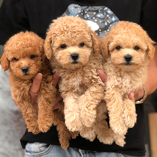 Ba chú chó Poodle con màu vàng mơ, vàng kem và nâu đỏ đáng yêu.