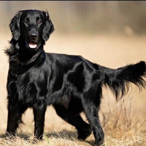 Chó Golden đen (Flat-Coated Retriever) của meochocanh.com đứng trên cánh đồng cỏ