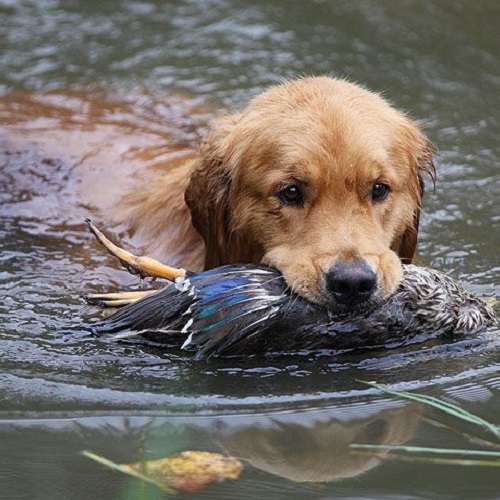 Chó Golden Retriever bơi trong nước và ngậm mồi vịt vừa săn được