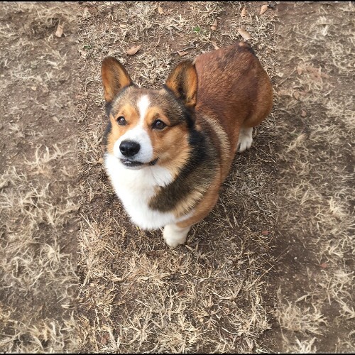 Chó Corgi sable với bộ lông sẫm, nổi bật trên nền đất khô.