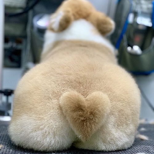 Chó Corgi với mông trái tim được tỉa lông gọn gàng