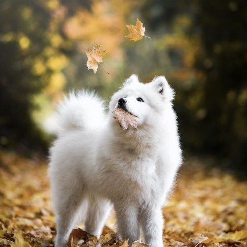 Chó Eskimo đứng trên lá vàng rơi, cầm chiếc lá trong miệng.