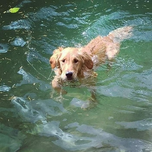 Chó Golden Retriever đang bơi dưới nước xanh trong, rèn luyện thể chất