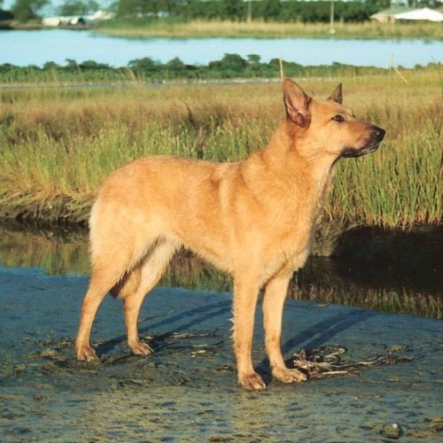 Chó Chinook lông vàng đứng bên hồ, nổi bật giữa cảnh thiên nhiên yên bình.