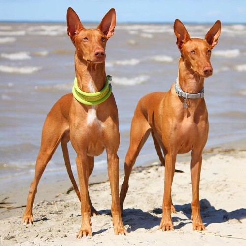 Hai chó Pharaoh Hound đứng trên bãi biển, thân hình thon gọn, tai dựng, mắt tinh anh.