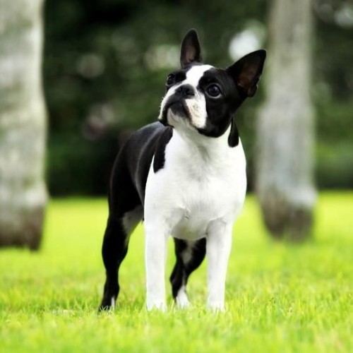 Chó Boston Terrier đứng trên cỏ, nổi bật với bộ lông đen trắng đặc trưng.