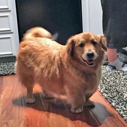 Chó Golden lai Corgi chân ngắn, thân hình mũm mĩm và gương mặt đáng yêu