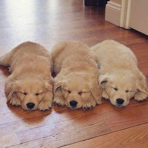 Ba chú chó Golden Retriever con lông ngắn đang ngủ trên sàn gỗ