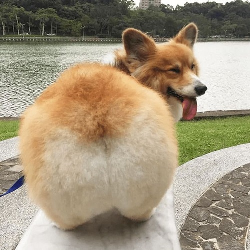 Chó Corgi mông trái đào bông xù siêu dễ thương bên hồ nước