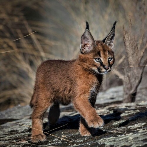 Linh miêu tai đen Caracal con đi lại trong môi trường hoang dã, khỏe mạnh và đầy cảnh giác.