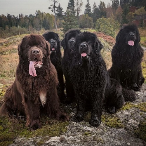 Nhóm chó Newfoundland khổng lồ đang ngồi trên nền rừng rậm rạp, lông đen và nâu bóng mượt.