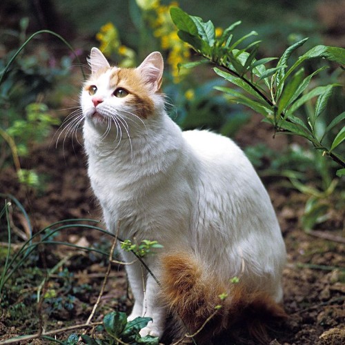 Mèo Turkish Van trắng mượt, đuôi khoang cam, nghịch nước và thích leo trèo.